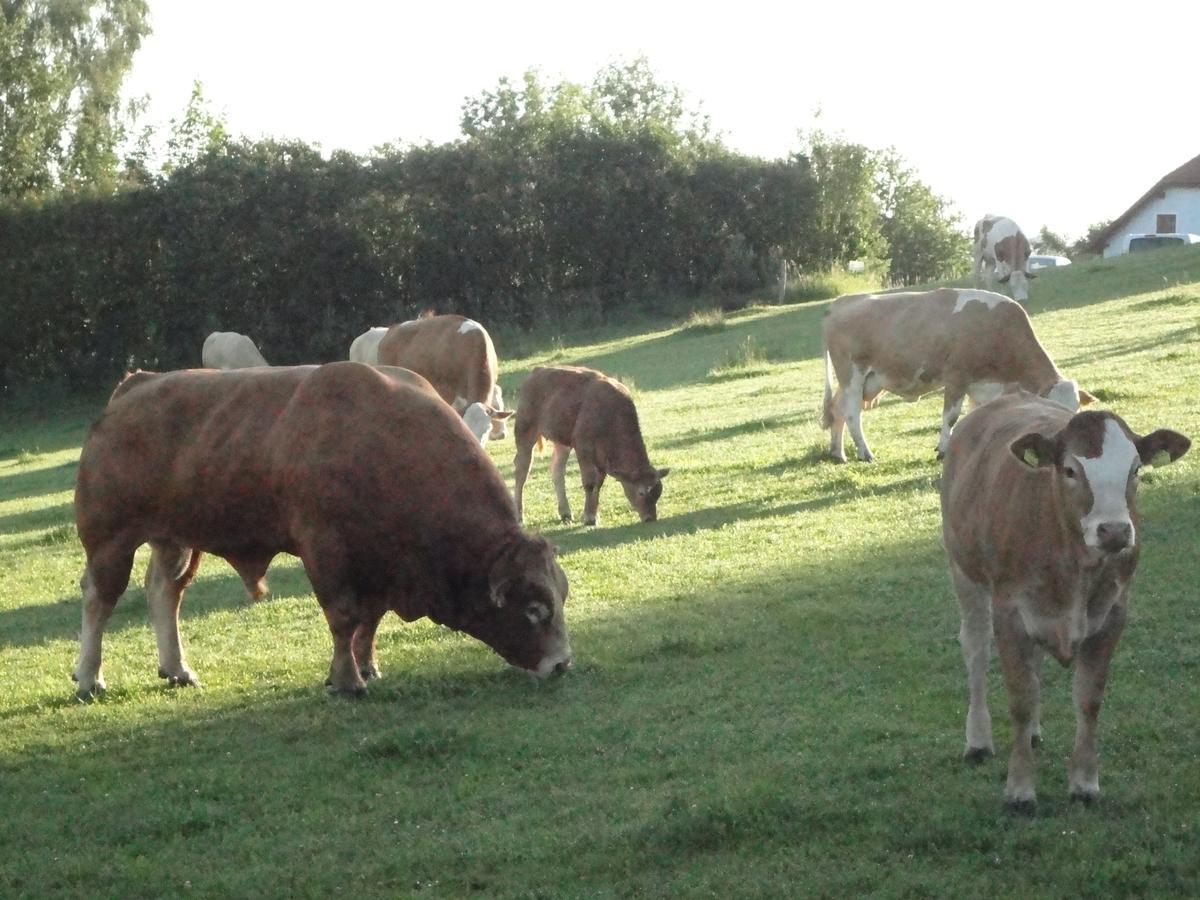 Ferienhof Stanzl Rappottenstein Buitenkant foto