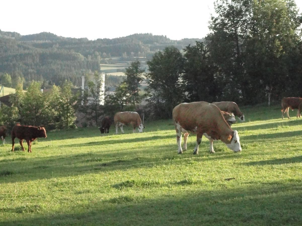 Ferienhof Stanzl Rappottenstein Buitenkant foto